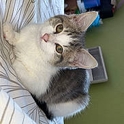 Moka a rejoint le concours — aidez-le/la à gagner de superbes lots ! cat, pet, indoor, bed, fur, animal, curious, gray, white, eyes, whiskers, ears, resting, cozy, home, patterned_bedspread, soft_light, feline, looking, closeup