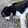 dog, black_and_white, curly_fur, lying_down, rocks, gravel, grass, outdoor, pet, canine, resting, nature, closeup, animal, fur, muzzle, paw, relaxed, daylight, ground