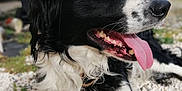 Owen a rejoint le concours — aidez-le/la à gagner de superbes lots ! dog, black_and_white, tongue_out, outdoor, pet, animal, happy, lying_down, fur, close_up, gravel, nature, canine, mammal, collar, portrait, friendly, domestic_animal, playful, cute