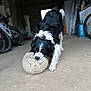Owen a rejoint le concours — aidez-le/la à gagner de superbes lots ! dog, soccer_ball, garage, concrete_floor, bicycle, black_and_white, pet, playful, animal, indoor, toy, paw, fur, nostalgic, equipment, storage, leisure, domestic, curious, tug_of_war