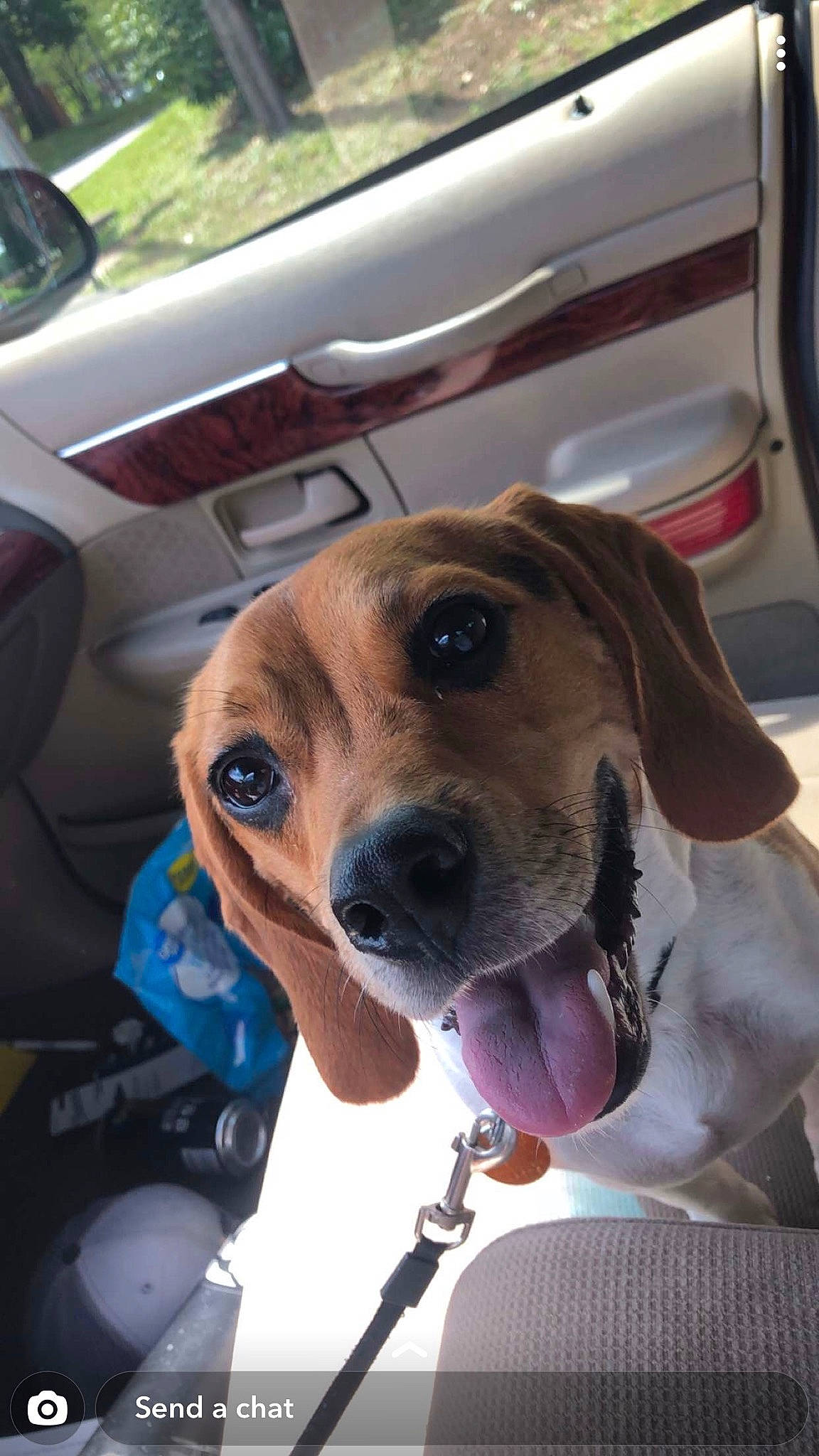 Max Vaughn joined the competition — help win amazing prizes! beagador, beagle, black_mouth_cur, canidae, carnivore, dog, dog_breed, ear, fawn, harrier, mammal, rhodesian_ridgeback, snout, sporting_group, treeing_walker_coonhound, vertebrate