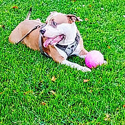 Chester is registered to the contest to win money with this photo: dog, grass, playful, ball, outdoor, pet, animal, leash, happy, tongue_out, greenery, summer, nature, resting, cute, canine, daylight, fun, active, field