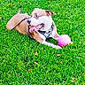 dog, grass, playful, ball, outdoor, pet, animal, leash, happy, tongue_out, greenery, summer, nature, resting, cute, canine, daylight, fun, active, field