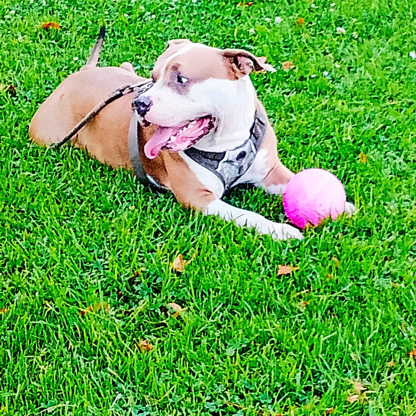 Chester