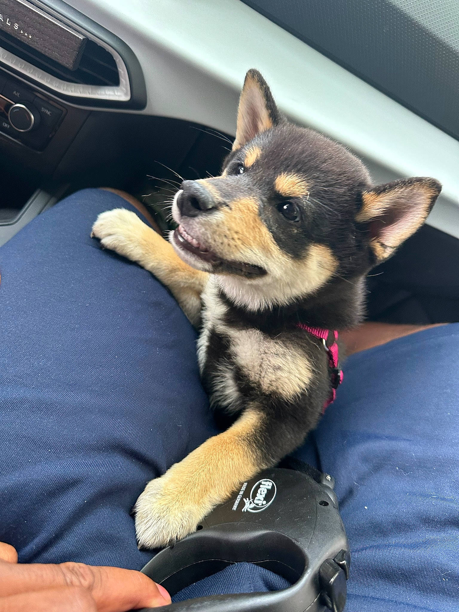 Sakura a rejoint le concours — aidez-le/la à gagner de superbes lots ! canidae, car_seat, carnivore, comfort, companion_dog, dog, dog_breed, door, fur, personal_luxury_car, snout, sporting_group, steering_wheel, terrestrial_animal, vehicle, vehicle_door, window, windshield, working_animal, working_dog