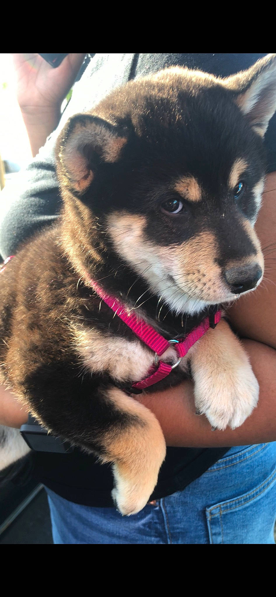 Sakura a rejoint le concours — aidez-le/la à gagner de superbes lots ! canidae, carnivore, chihuahua, collar, companion_dog, dog, dog_breed, dog_clothes, dog_collar, dog_supply, fawn, fur, leash, pet_supply, snout, sporting_group, terrestrial_animal, toy_dog, whiskers, working_animal