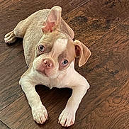 Buddy joined the competition — help win amazing prizes! puppy, dog, pet, animal, cute, floor, wooden_floor, brown, white, ears, lying_down, looking_up, young, indoor, domestic_animal, close_up, small_dog, adorable, canine, fur