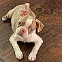 puppy, dog, pet, animal, cute, floor, wooden_floor, brown, white, ears, lying_down, looking_up, young, indoor, domestic_animal, close_up, small_dog, adorable, canine, fur