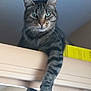 Tigrou a rejoint le concours — aidez-le/la à gagner de superbes lots ! cat, tabby, indoor, cabinet, paw, feline, pet, animal, fur, whiskers, ears, green_eyes, relaxed, curious, household, domestic, looking_down, resting, striped, mammal
