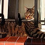 Tigrou participe au concours pour gagner de l'argent avec cette photo : cat, tabby_cat, animal, pet, feline, striped, resting, sunlight, outdoor, window, metal_bars, brick, tile_floor, paw, whiskers, ears, fur, relaxed, daytime, domestic