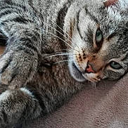 Tigrou participe au concours pour gagner de l'argent avec cette photo : cat, tabby, feline, pet, close_up, fur, whiskers, paws, eyes, relaxing, lying_down, indoor, blanket, soft_texture, animal, cute, sleepy, domestic_animal, resting, closeup