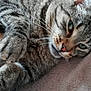 cat, tabby, feline, pet, close_up, fur, whiskers, paws, eyes, relaxing, lying_down, indoor, blanket, soft_texture, animal, cute, sleepy, domestic_animal, resting, closeup