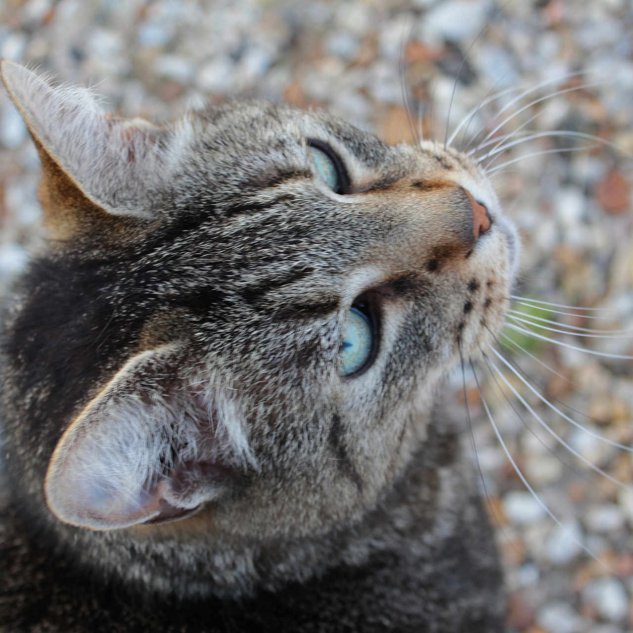 Tigrou a rejoint le concours — aidez-le/la à gagner de superbes lots ! animal, background_blur, blue_eyes, cat, close_up, curious, ears, feline, fur, looking_up, mammal, nature, outdoor, pebbles, pet, portrait, soft_focus, tabby_cat, texture, whiskers