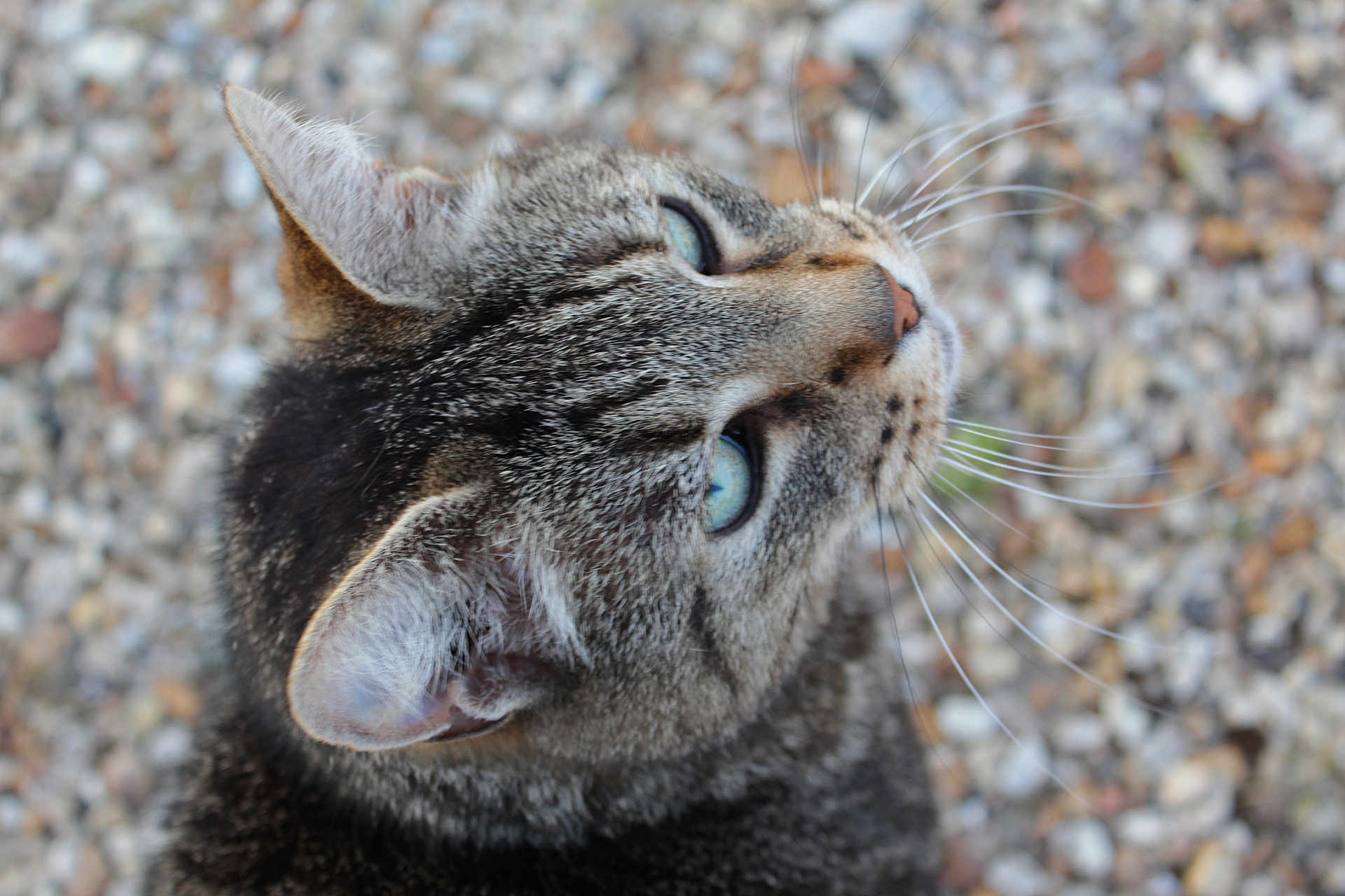 Tigrou a rejoint le concours — aidez-le/la à gagner de superbes lots ! cat, tabby_cat, blue_eyes, close_up, whiskers, ears, fur, outdoor, pebbles, animal, pet, looking_up, curious, nature, mammal, portrait, feline, soft_focus, texture, background_blur