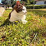 Skippy a rejoint le concours — aidez-le/la à gagner de superbes lots ! cat, grass, outdoor, sunlight, animal, pet, nature, greenery, house, tree, lamp_post, daylight, fur, whiskers, relaxed, mammal, domestic_animal, side_view, quiet, peaceful