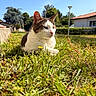 Skippy participe au concours pour gagner de l'argent avec cette photo : cat, grass, outdoor, sunlight, blue_sky, animal, nature, pet, mammal, field, daylight, greenery, fur, relaxed, resting, closeup, house, lamp_post, flower, calm