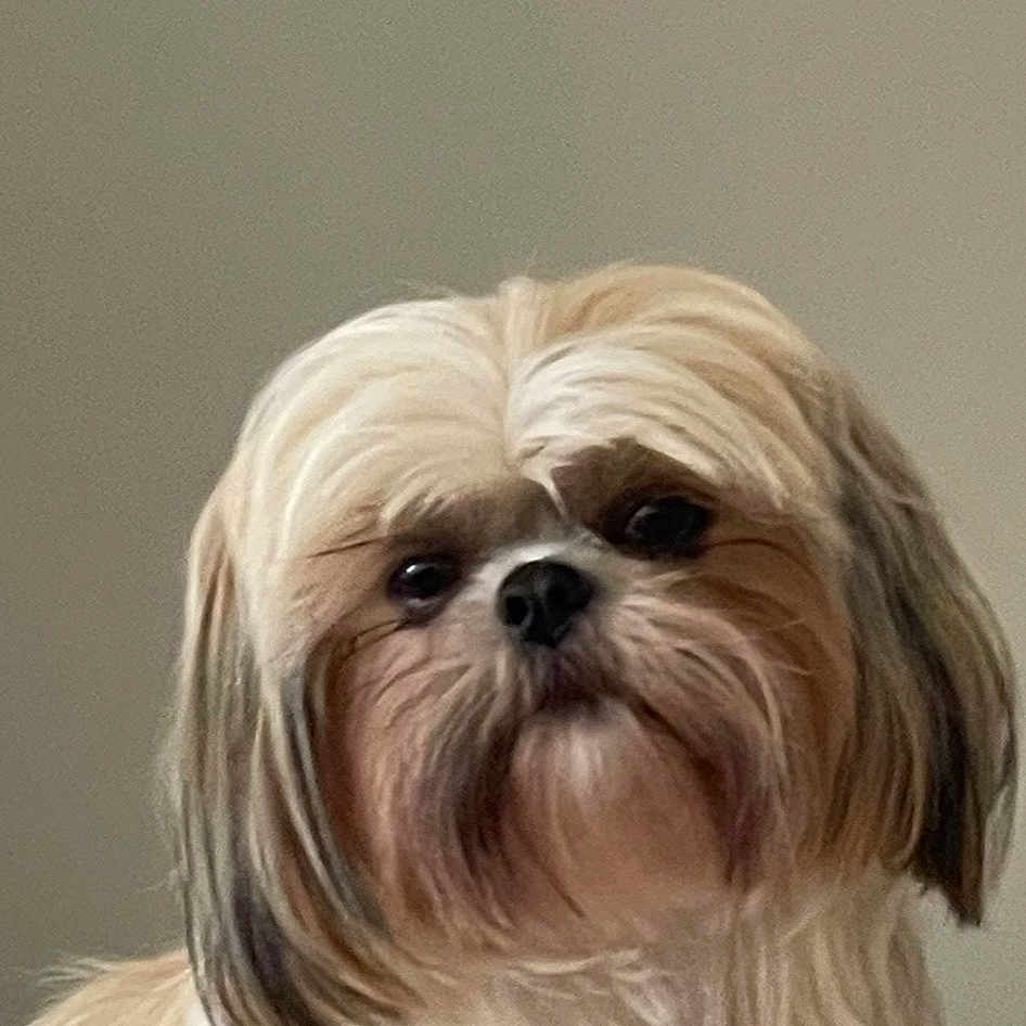 Priscilla joined the competition — help win amazing prizes! canidae, carnivore, companion_dog, dog, dog_breed, font, fur, hair, head, liver, maltepoo, non_sporting_group, shih_tzu, small_terrier, snout, sporting_group, terrestrial_animal, terrier, toy_dog, working_animal