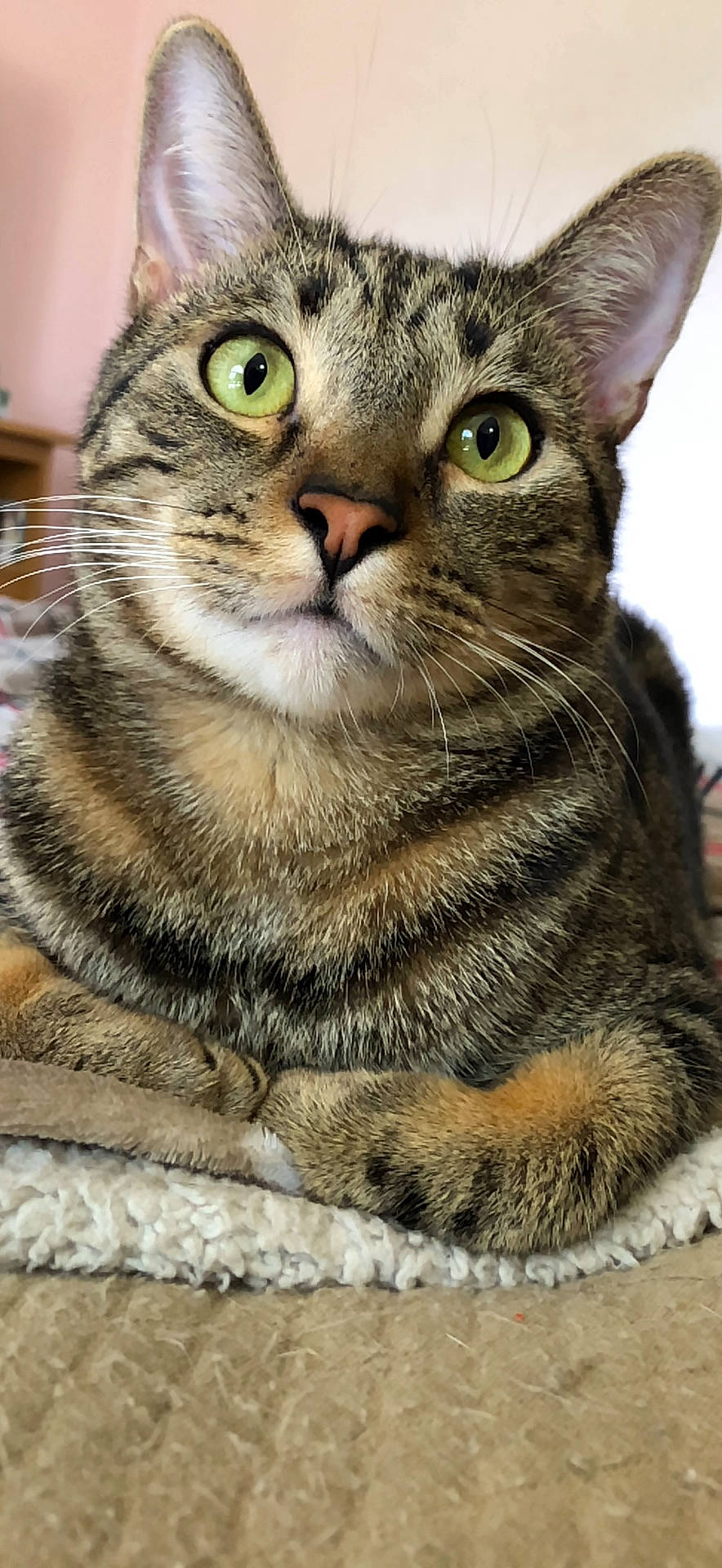 Ozzie joined the competition — help win amazing prizes! abyssinian, animal, cat, couch, furniture, hardwood, kitten, manx, person, pet, sleeping, wood