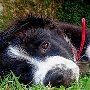 Spot participe au concours pour gagner de l'argent avec cette photo : dog, puppy, grass, close_up, nose, eye, collar, red_collar, black_and_white, lying, outdoor, backyard, pet, nature, fur, whiskers, muzzle, portrait, sleepy, shallow_depth_of_field