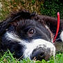 dog, puppy, grass, close_up, nose, eye, collar, red_collar, black_and_white, lying, outdoor, backyard, pet, nature, fur, whiskers, muzzle, portrait, sleepy, shallow_depth_of_field