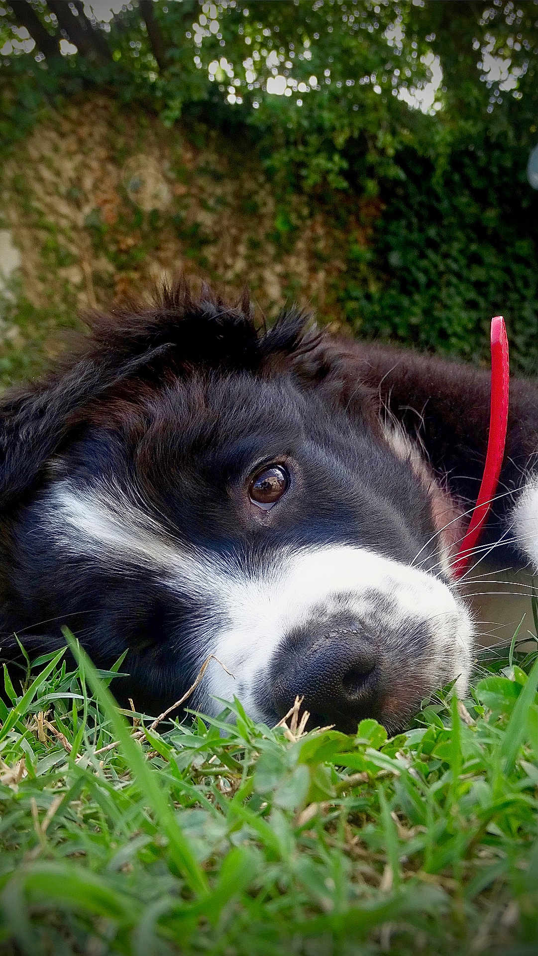 Spot participe au concours pour gagner de l'argent avec cette photo : dog, puppy, grass, close_up, nose, eye, collar, red_collar, black_and_white, lying, outdoor, backyard, pet, nature, fur, whiskers, muzzle, portrait, sleepy, shallow_depth_of_field