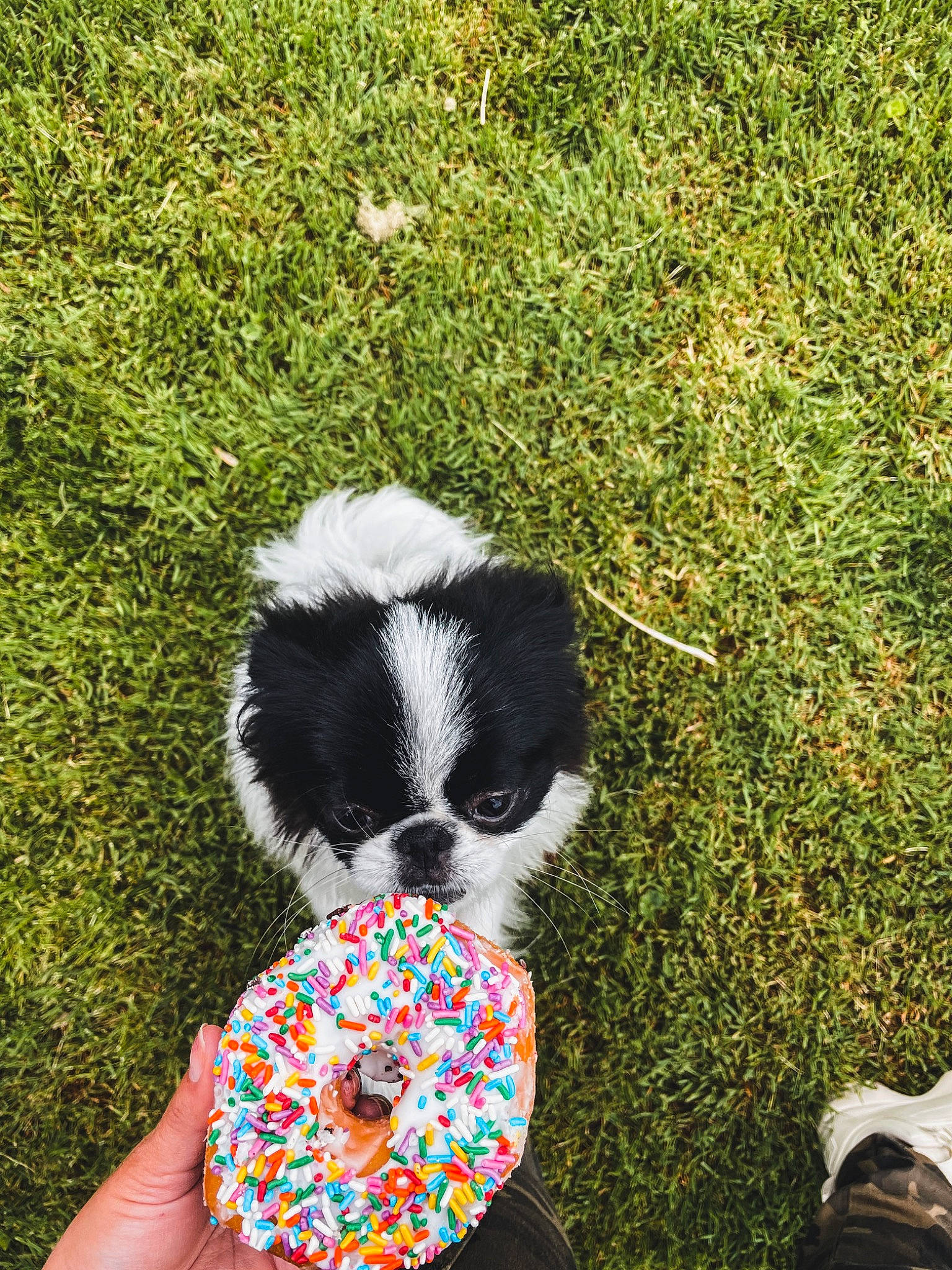 Archie joined the competition — help win amazing prizes! ball, carnivore, companion_dog, dog, dog_breed, dog_supply, fashion_accessory, fawn, fur, grass, groundcover, herding_dog, leaf, pattern, people_in_nature, soil, tableware, tail, terrestrial_animal, toy_dog