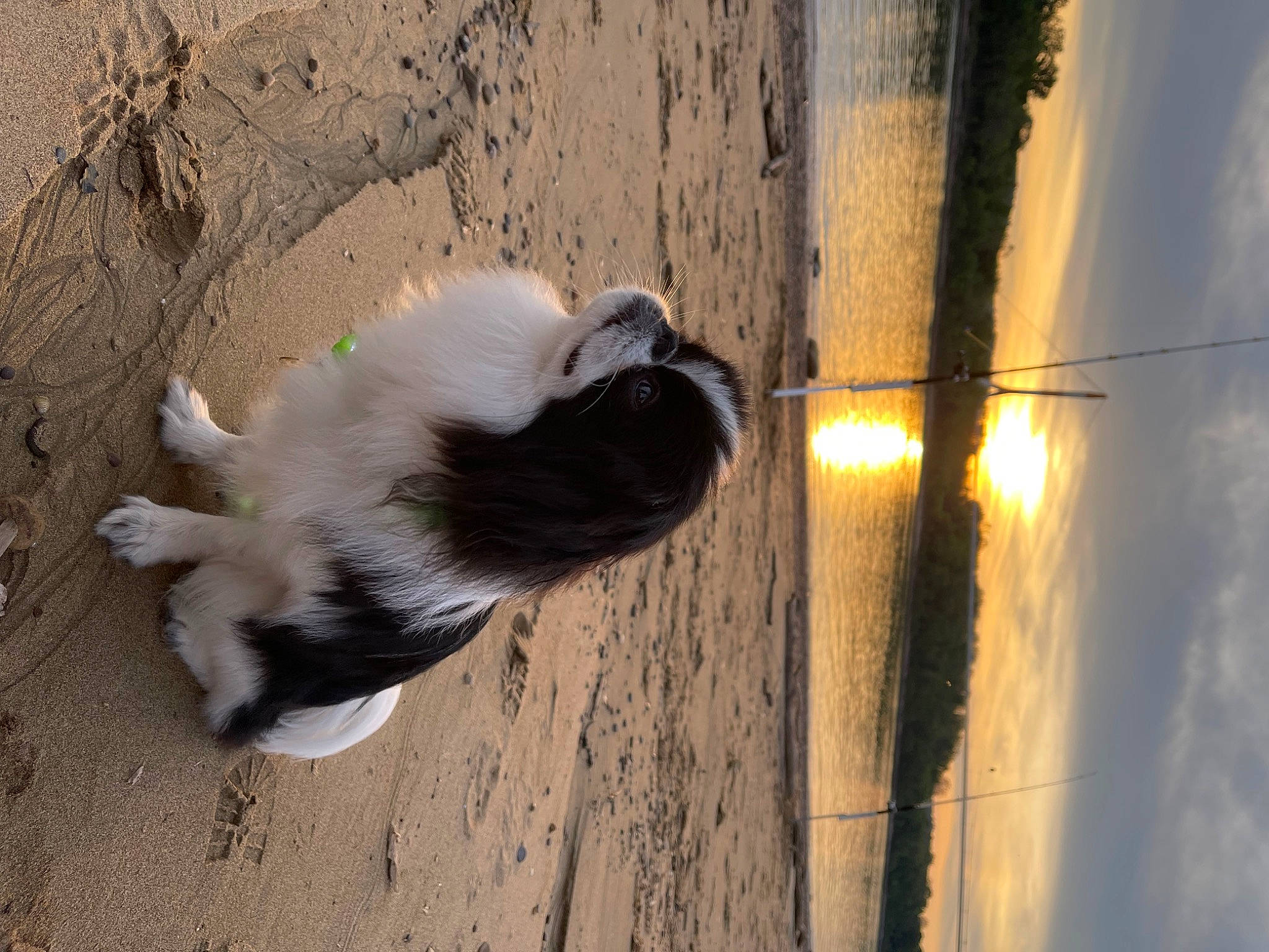 Archie is registered to the contest to win money with this photo: canidae, carnivore, companion_dog, dog, dog_breed, felidae, fur, heat, shadow, sky, small_to_medium_sized_cats, sporting_group, tail, terrestrial_animal, tints_and_shades, tree, water, whiskers, window, wood