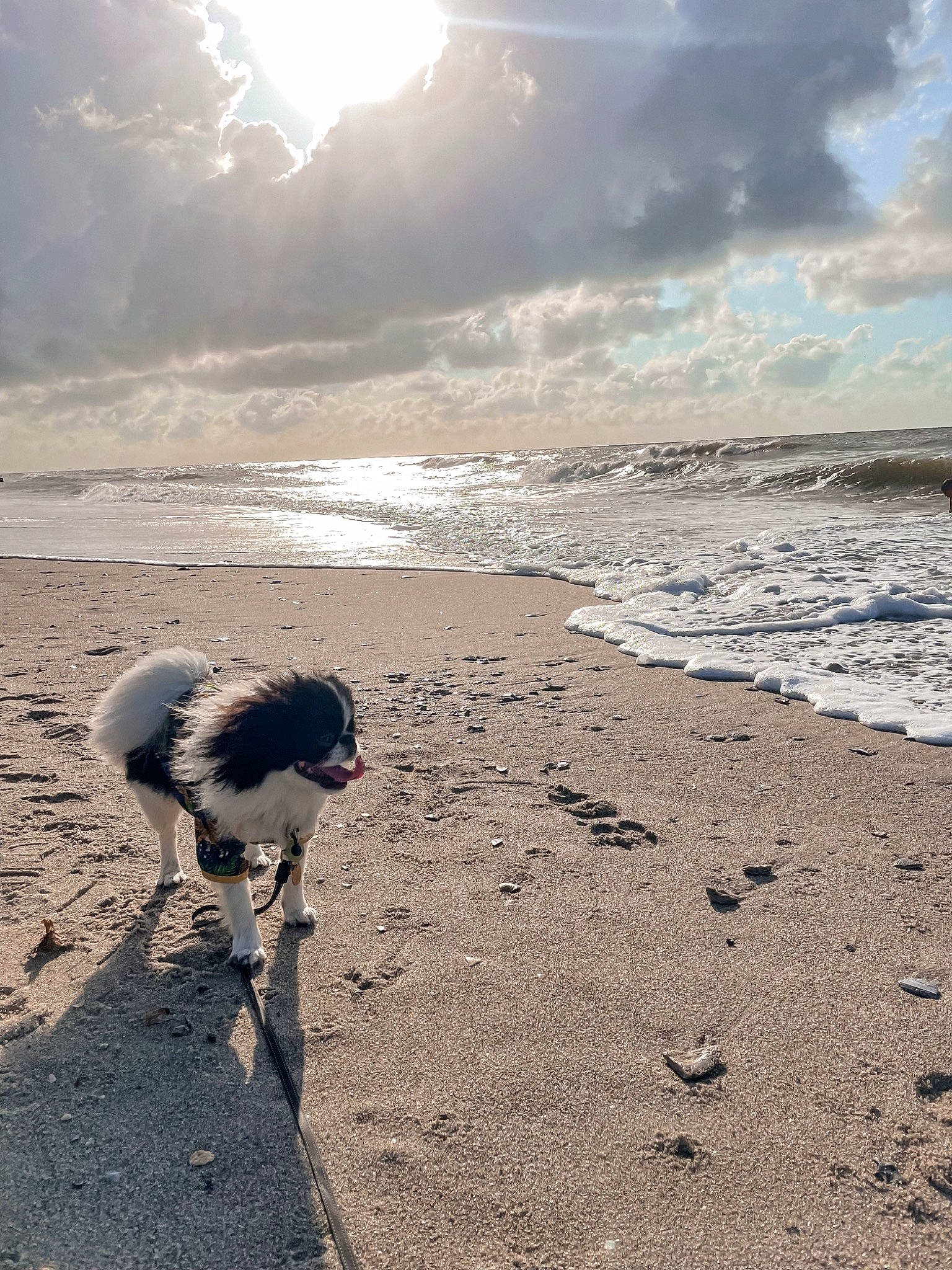Archie is registered to the contest to win money with this photo: beach, beak, bird, calm, cloud, coastal_and_oceanic_landforms, cumulus, ecoregion, horizon, landscape, light, morning, people_in_nature, shore, sky, sunlight, water, wave, wind_wave, wood