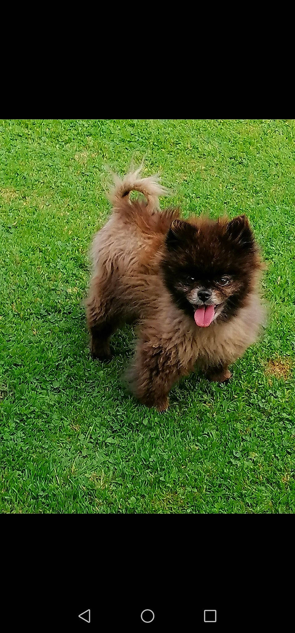 Elya a rejoint le concours — aidez-le/la à gagner de superbes lots ! canidae, carnivore, chinese_imperial_dog, companion_dog, dog, dog_breed, fawn, german_spitz, german_spitz_klein, german_spitz_mittel, grass, liver, mammal, non_sporting_group, pomeranian, puppy, spitz, sporting_group, toy_dog, vertebrate