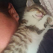 Twixt a rejoint le concours — aidez-le/la à gagner de superbes lots ! animal, blanket, closeup, comfort, cozy, cute, earring, feline, fur, indoor, kitten, nap, person, pet, relaxation, resting, sleeping, soft, striped, young