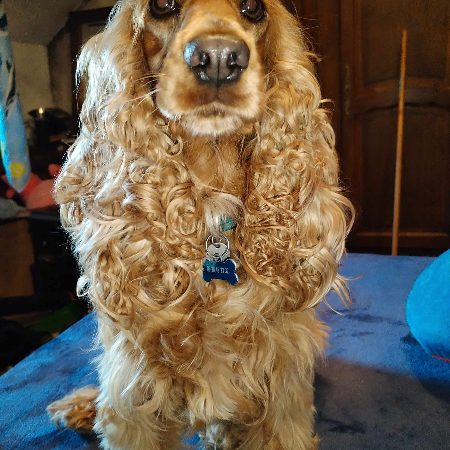 Bella participe au concours pour gagner de l'argent avec cette photo : animal, attention, blue_surface, close_up, collar, curly_hair, cute, dog, domestic, ears, eyes, fur, golden, indoor, nose, pet, portrait, room, tag, wooden_furniture