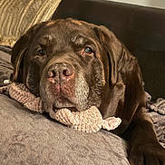 Love a rejoint le concours — aidez-le/la à gagner de superbes lots ! animal, blanket, brown, canine, chocolate_labrador, close_up, couch, cozy, dog, ears, fur, indoor, labrador, nose, paw, pet, relaxed, resting, sleepy, snout