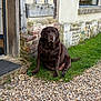 Love a rejoint le concours — aidez-le/la à gagner de superbes lots ! animal, brick_wall, calm, canine, chocolate, daylight, dog, door, fur, grass, house, labrador, mature, nature, outdoor, pebbles, pet, resting, sitting, window