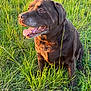 animal, canine, chocolate_labrador, closeup, daylight, dog, field, fur, grass, happy, labrador, mammal, nature, outdoor, pet, portrait, sitting, summer, sunlight, tongue_out