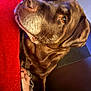 animal, blanket, brown_fur, calm, chocolate_lab, closeup, companion, cozy, dog, ear, eye, face, fur_texture, human_hand, indoor, mature_dog, nose, pet, red_blanket, resting