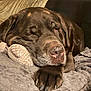 Love a rejoint le concours — aidez-le/la à gagner de superbes lots ! animal, blanket, brown, closeup, comfort, companion, couch, cozy, dog, fur, indoors, labrador, mammal, nose, paw, pet, relaxation, resting, sleeping, snout