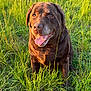 animal, canine, chocolate_labrador, cute, dog, field, friendly, grass, happy, labrador, mammal, nature, outdoor, pet, playful, sitting, summer, sunlight, sunset, tongue_out