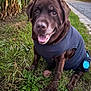animal, canine, chocolate_labrador, cornfield, dog, grass, greenery, happy, labrador, leaf, mammal, nature, outdoor, pet, portrait, roadside, rural, shirt, smiling, walking_path