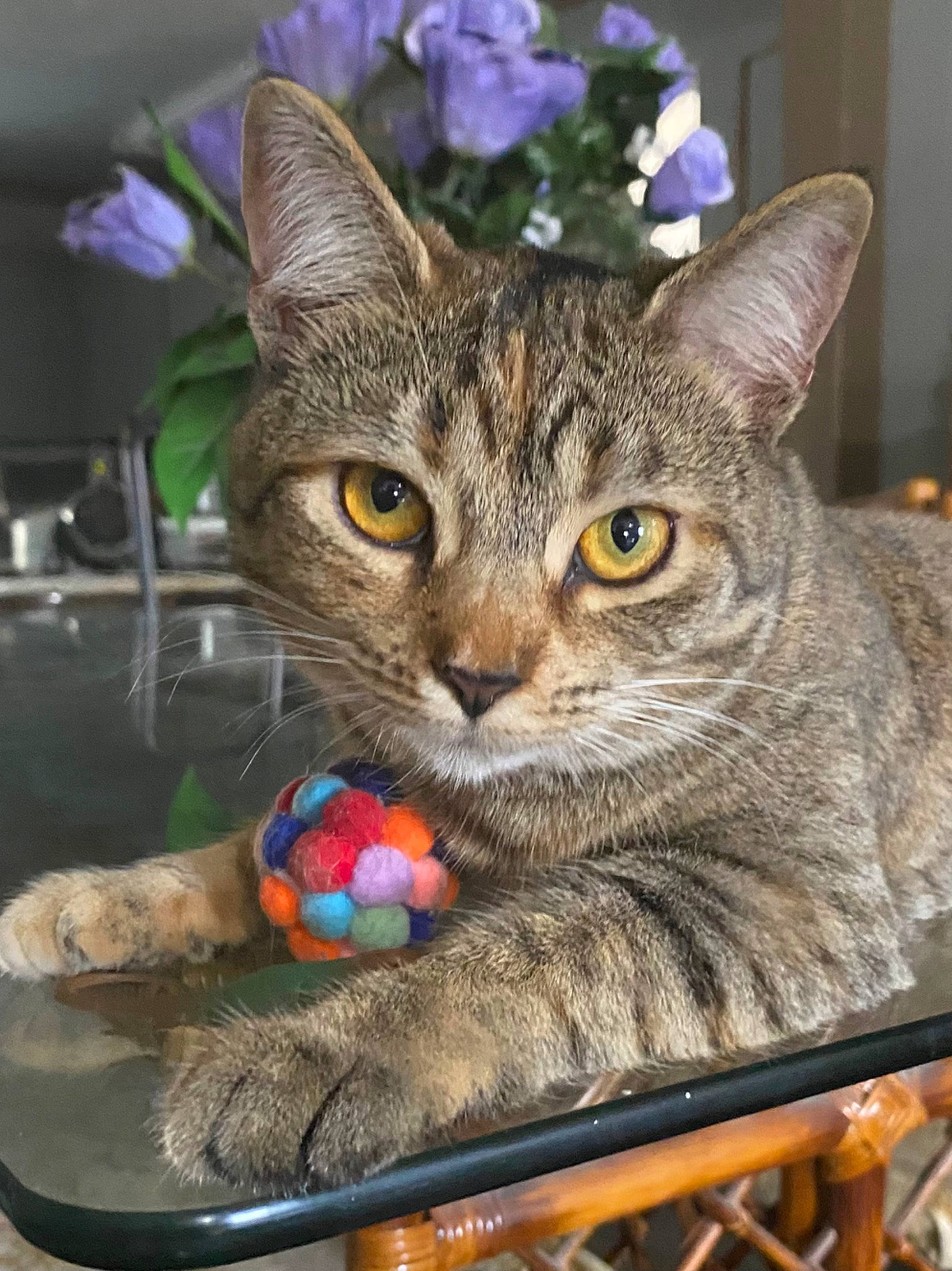 Maryanne joined the competition — help win amazing prizes! blue, box, carnivore, cat, cat_supply, cat_toy, domestic_short_haired_cat, felidae, flower, fur, houseplant, paw, photo_caption, plant, sitting, small_to_medium_sized_cats, whiskers, window