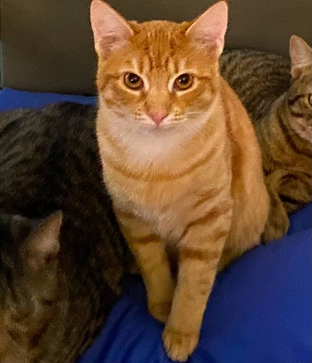 Ginger is registered to the contest to win money with this photo: carnivore, cat, claw, comfort, domestic_short_haired_cat, fawn, felidae, fur, paw, peach, rectangle, sitting, small_to_medium_sized_cats, snout, tail, terrestrial_animal, whiskers, window