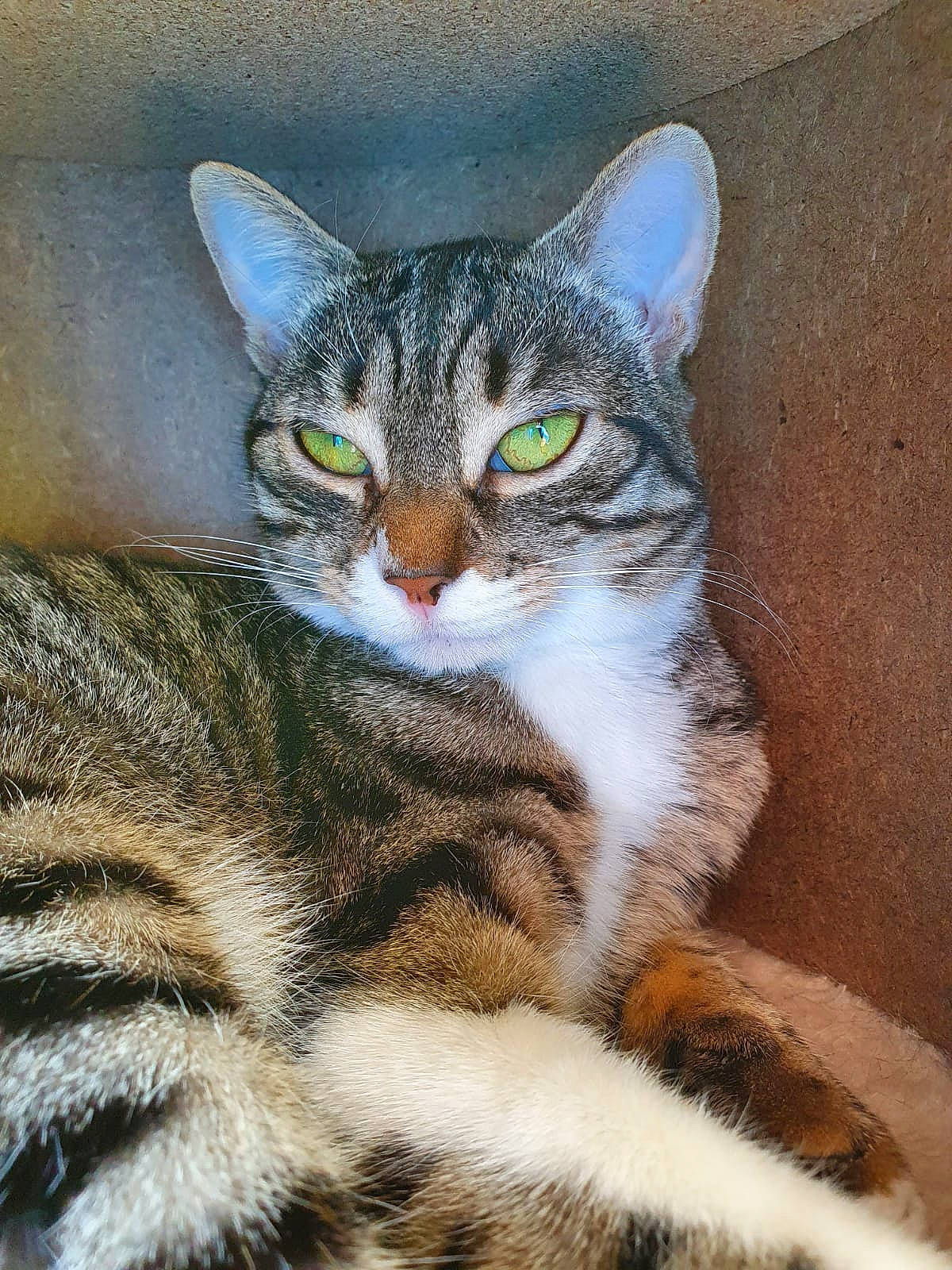 Shenzi participe au concours pour gagner de l'argent avec cette photo : art, art_paint, carnivore, cat, domestic_short_haired_cat, felidae, fur, organism, paint, painting, paw, small_to_medium_sized_cats, snout, terrestrial_animal, visual_arts, whiskers, window