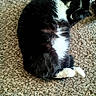 cat, black_and_white, sleeping, curled_up, carpet, feline, pet, domestic_animal, fur, whiskers, paws, relaxed, cozy, indoor, cute, animal, mammal, resting, close_up, soft