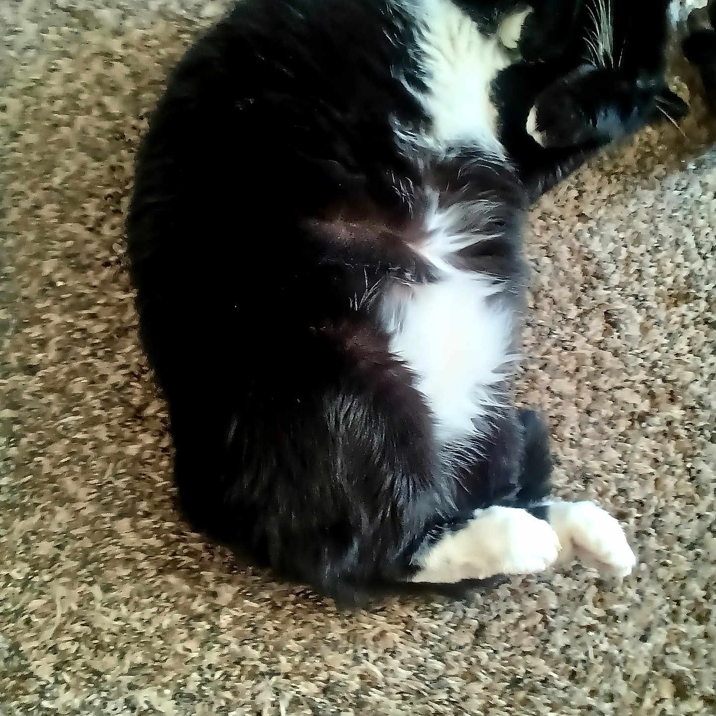 Mia