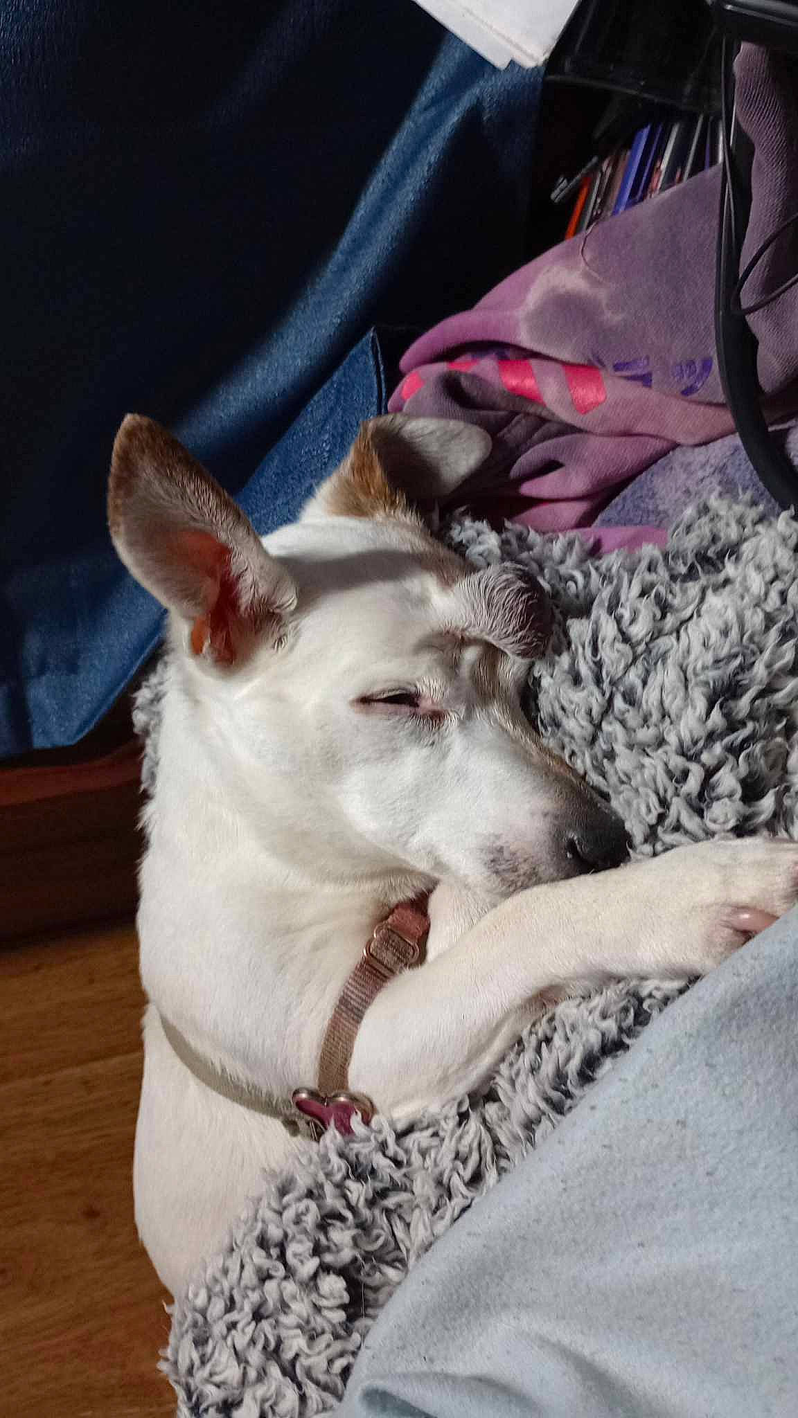 Princess joined the competition — help win amazing prizes! canidae, carnivore, collar, comfort, companion_dog, dog, dog_breed, dog_collar, fawn, fur, non_sporting_group, paw, snout, sporting_group, terrestrial_animal, texas_heeler, whiskers, working_animal