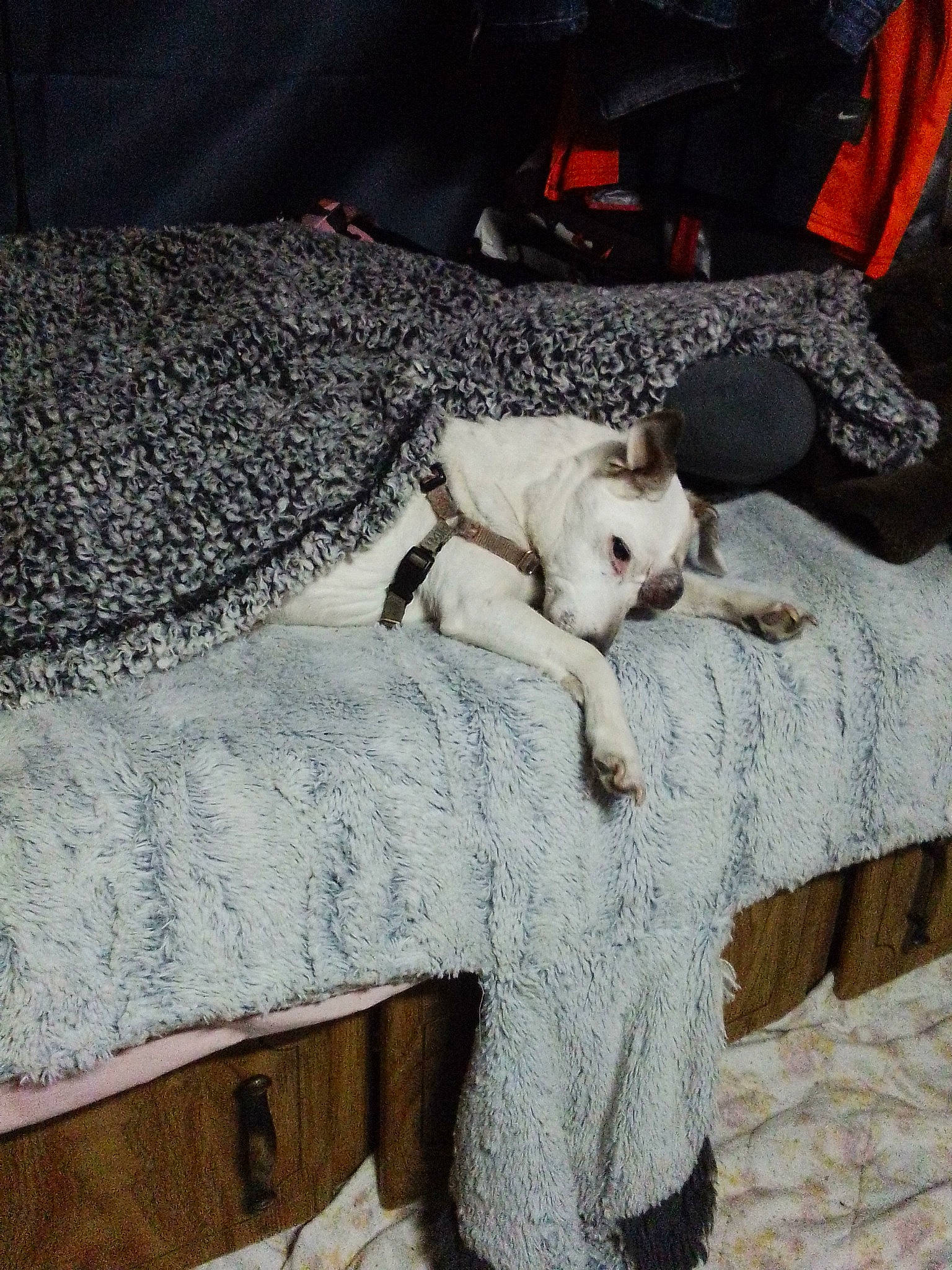 Princess joined the competition — help win amazing prizes! canidae, carnivore, comfort, companion_dog, dog, dog_breed, fawn, felidae, fur, grey, linens, non_sporting_group, paw, small_to_medium_sized_cats, sporting_group, tail, toy_dog, wood