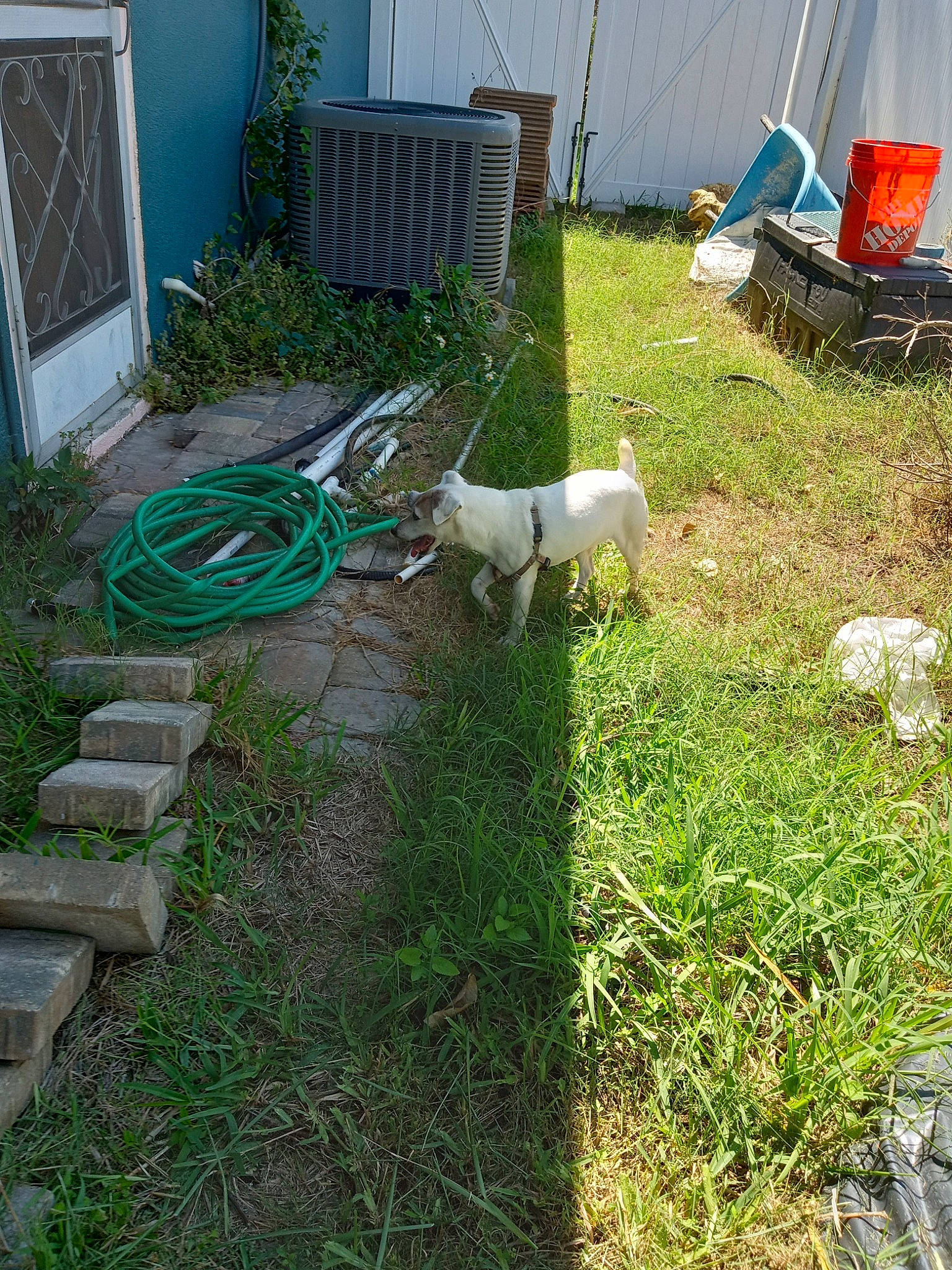 Princess is registered to the contest to win money with this photo: backyard, carnivore, chair, companion_dog, dog, dog_breed, garden, garden_hose, grass, grass_family, groundcover, herb, landscape, landscaping, lawn, plant, soil, sporting_group, tail, yard