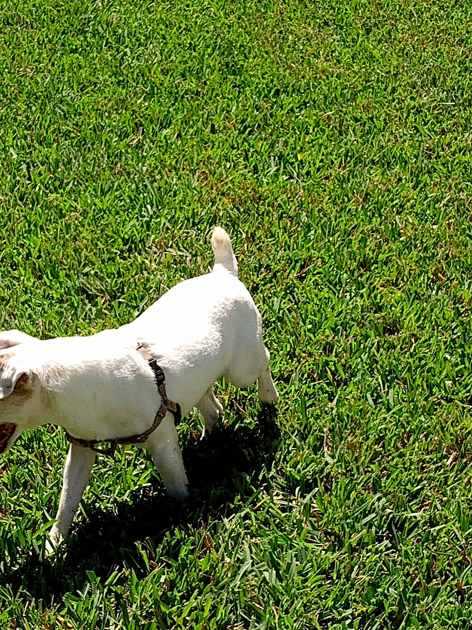 Princess joined the competition — help win amazing prizes! canidae, carnivore, companion_dog, dog, dog_breed, fawn, grass, grass_family, grassland, groundcover, lawn, livestock, meadow, pasture, people_in_nature, plant, sporting_group, tail, terrestrial_animal, working_animal