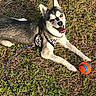 Kai Kai joined the competition — help win amazing prizes! dog, husky, pet, animal, grass, outdoor, ball, play, leash, harness, tongue_out, happy, sunlight, nature, canine, mammal, closeup, grass_field, summer, resting