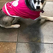 Kai Kai joined the competition — help win amazing prizes! dog, small_dog, pink_shirt, heart_design, indoor, tile_floor, pet, animal, cute, looking_at_camera, fur, black_and_white, paw, collar, curious, lying_down, canine, domestic_animal, young_dog, companion