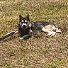 Kai Kai is registered to the contest to win money with this photo: dog, animal, outdoor, grass, pet, canine, lying_down, leash, sunny, daytime, happy, nature, fur, ears, muzzle, collar, tongue, resting, field, summer